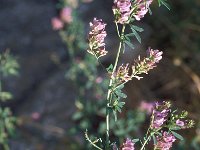 Medicago sativa 29, Luzene, Saxifraga-Jan van der Straaten