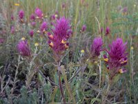 Melampyrum arvense 27, Wilde weit, Saxifraga-Ed Stikvoort