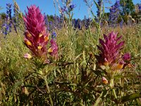 Melampyrum arvense 30, Wilde weit, Saxifraga-Ed Stikvoort