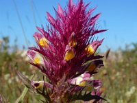 Melampyrum arvense 31, Wilde weit, Saxifraga-Ed Stikvoort