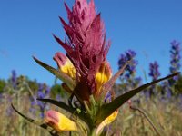 Melampyrum arvense 32, Wilde weit, Saxifraga-Ed Stikvoort