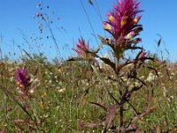 Melampyrum arvense 33, Wilde weit, Saxifraga-Ed Stikvoort