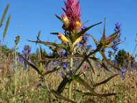 Melampyrum arvense 35, Wilde weit, Saxifraga-Ed Stikvoort