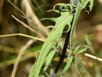 Melampyrum arvense 41, Wilde weit, Saxifraga-Sonja Bouwman  898. Wilde weit - Melampyrum arvense - Orobanchaceae familie (i)