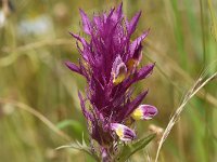 Melampyrum arvense 44 Wilde weit, Saxifraga-Sonja Bouwman  898. Wilde weit - Melampyrum arvense - Orobanchaceae familie (i) Wielrevelt (Haarzuilens)