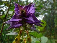 Melampyrum nemorosum 20, Saxifraga-Hans Grotenhuis