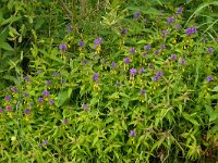 Melampyrum nemorosum 22, Saxifraga-Hans Grotenhuis