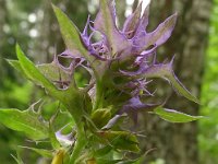 Melampyrum nemorosum 24, Saxifraga-Hans Grotenhuis