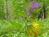 Melampyrum nemorosum 25, Saxifraga-Hans Grotenhuis