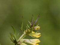 Common cow-wheat; close-up of flowers  Melampyrum pratense : Melampyrum pratense, bud, buds, close-up, closeup, common cow-wheat, cow wheat, flora, floral, flower, flowers, macro, natural, nature, plant, yellow
