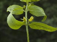 Melampyrum sylvaticum 4, Saxifraga-Marijke Verhagen