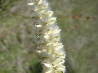 Melica ciliata 2, Wimperparelgras, Saxifraga-Jasenka Topic