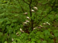 Melica nutans 10, Knikkend parelgras Saxifraga-Ed Stikvoort