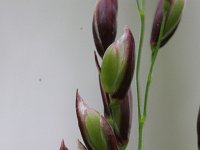 Melica uniflora, Wood Melick