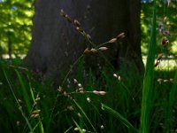 Melica uniflora 10, Eenbloemig parelgras, Saxifraga-Ed Stikvoort