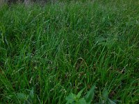 Melica uniflora 11, Eenbloemig parelgras, Saxifraga-Ed Stikvoort