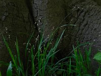 Melica uniflora 13, Eenbloemig parelgras, Saxifraga-Ed Stikvoort