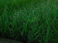 Melica uniflora 15, Eenbloemig parelgras, Saxifraga-Ed Stikvoort