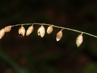 Melica uniflora 16, Eenbloemig parelgras, Saxifraga-Rutger Barendse