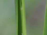 Melica uniflora 17, Eenbloemig parelgras, Saxifraga-Rutger Barendse