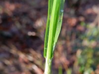 Melica uniflora 5, Eenbloemig parelgras, Saxifraga-Rutger Barendse