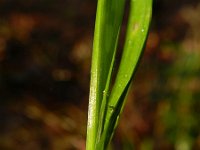 Melica uniflora 6, Eenbloemig parelgras, Saxifraga-Rutger Barendse