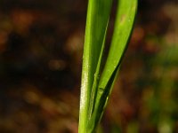 Melica uniflora 7, Eenbloemig parelgras, Saxifraga-Rutger Barendse