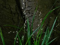 Melica uniflora 9, Eenbloemig parelgras, Saxifraga-Ed Stikvoort