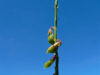Melilotus altissimus 11, Goudgele honingklaver, Saxifraga-Ed Stikvoort