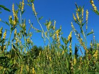 Melilotus altissimus 12, Goudgele honingklaver, Saxifraga-Ed Stikvoort