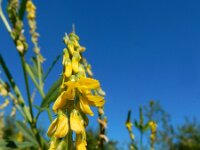Melilotus altissimus 13, Goudgele honingklaver, Saxifraga-Ed Stikvoort