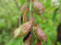 Melilotus altissimus 2, Goudgele honingklaver, Saxifraga-Rutger Barendse