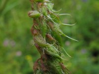 Melilotus altissimus 3, Goudgele honingklaver, Saxifraga-Rutger Barendse