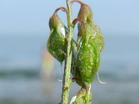 Melilotus altissimus 4, Goudgele honingklaver, Saxifraga-Rutger Barendse