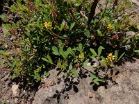 Melilotus indicus 29, Kleine honingklaver, Saxifraga-Ed Stikvoort