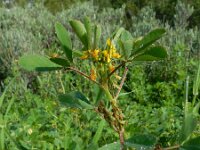Melilotus indicus 30, Kleine honingklaver, Saxifraga-Ed Stikvoort : Livramento - Torre  de Aires s9900