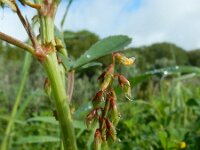 Melilotus indicus 31, Kleine honingklaver, Saxifraga-Ed Stikvoort : Livramento - Torre  de Aires s9900