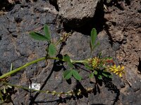 Melilotus indicus 32, Kleine honingklaver, Saxifraga-Ed Stikvoort
