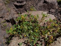Melilotus indicus 33, Kleine honingklaver, Saxifraga-Ed Stikvoort
