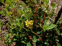 Melilotus indicus 34, Kleine honingklaver, Saxifraga-Ed Stikvoort