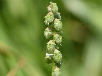 Melilotus indicus 36, Kleine honingklaver, Saxifraga-Sonja Bouwman  1007. Melilotus indicus - Kleine honingklaver - Fabaceae familie (zw)