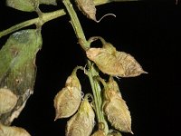 Melilotus officinalis 17, Citroengele honingklaver, Saxifraga-Rutger Barendse