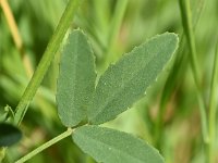 Melilotus officinalis 25, Citroengele honingklaver, Saxifraga-Sonja Bouwman