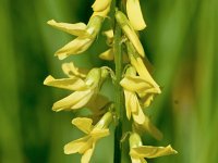 Melilotus officinalis 26, Citroengele honingklaver, Saxifraga-Sonja Bouwman