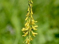 Melilotus officinalis 27, Citroengele honingklaver, Saxifraga-Sonja Bouwman