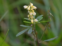 Melilotus officinalis 28, Citroengele honingklaver, Saxifraga-Tom Heijnen