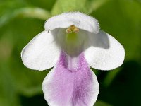 Melittis melissophyllum 13, Saxifraga-Sonja Bouwman  Bijenblad - Melittis melissophyllum - Lamiaceae familie