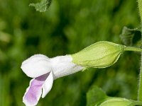 Melittis melissophyllum 15, Saxifraga-Sonja Bouwman  Bijenblad - Melittis melissophyllum - Lamiaceae familie