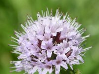 Mentha aquatica 57, Watermunt, Saxifraga-Sonja Bouwman