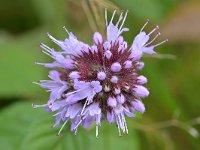 Mentha aquatica 59, Watermunt, Saxifraga-Tom Heijnen